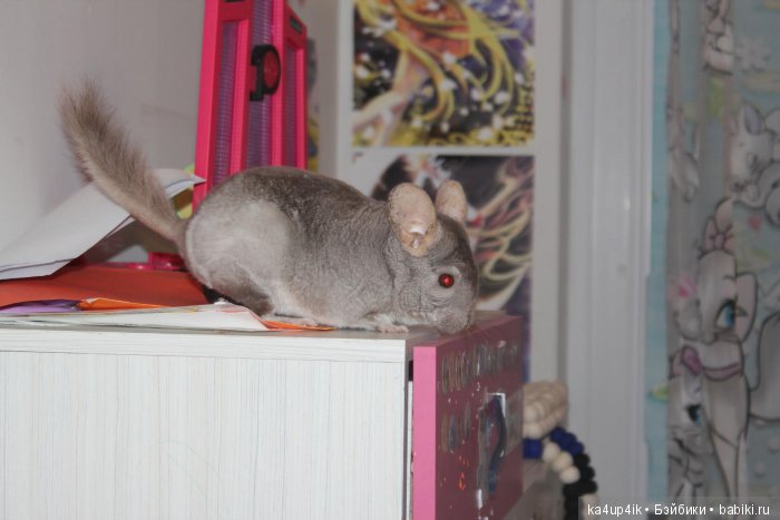 Мои шиншиллы — Болталка и разговоры обо всем: жизнь