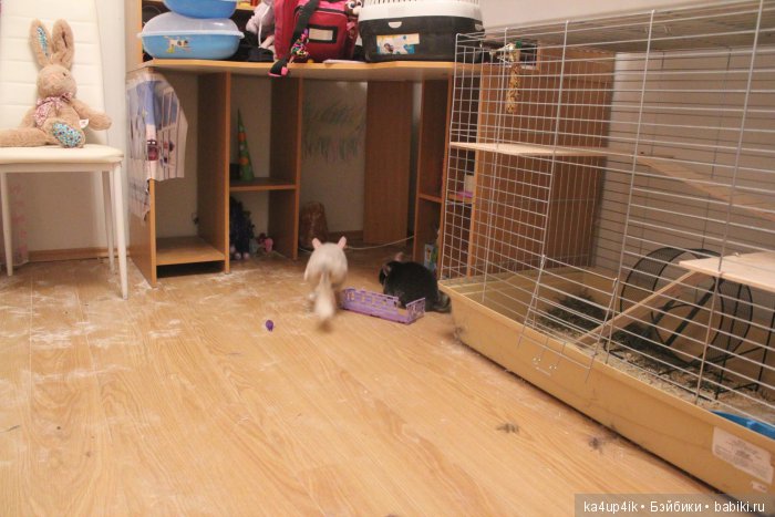 Мои шиншиллы — Болталка и разговоры обо всем: жизнь