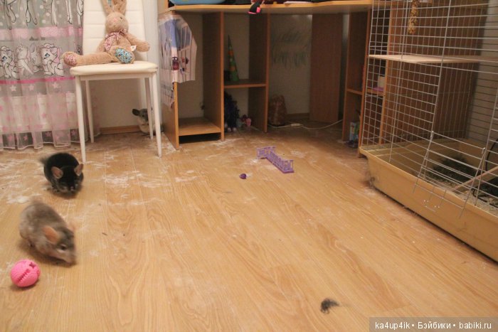 Мои шиншиллы — Болталка и разговоры обо всем: жизнь