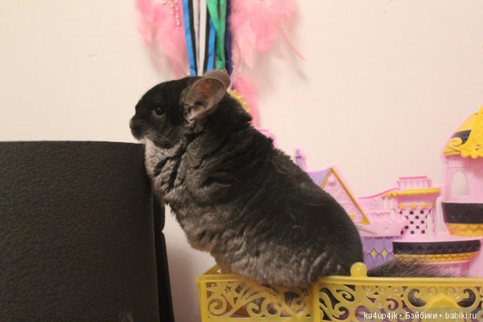 Мои шиншиллы — Болталка и разговоры обо всем: жизнь (фото 5)
