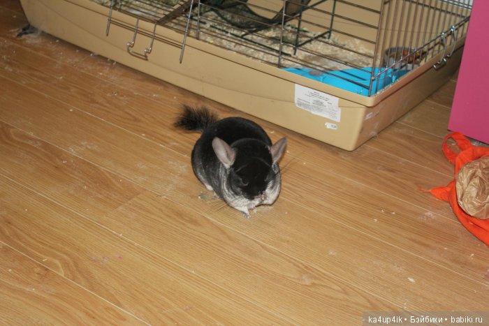 Мои шиншиллы — Болталка и разговоры обо всем: жизнь