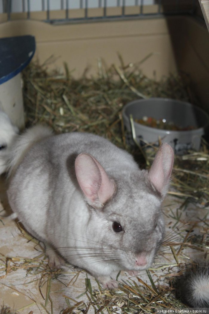 Мои шиншиллы — Болталка и разговоры обо всем: жизнь (фото 2)