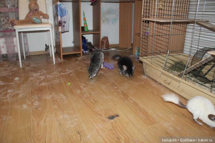 Мои шиншиллы — Болталка и разговоры обо всем: жизнь