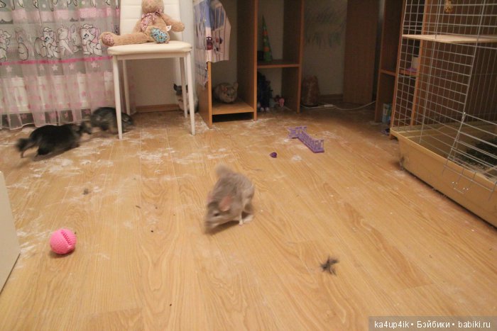 Мои шиншиллы — Болталка и разговоры обо всем: жизнь