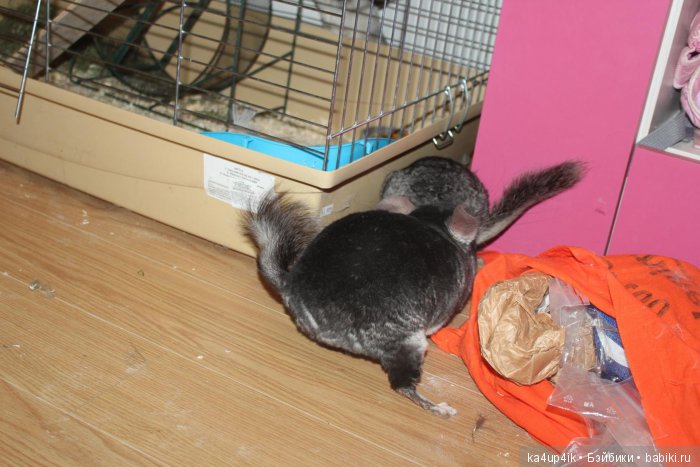 Мои шиншиллы — Болталка и разговоры обо всем: жизнь