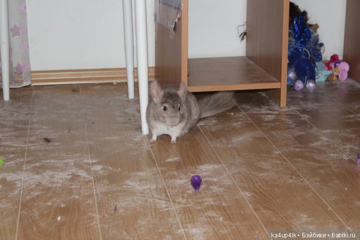 Мои шиншиллы — Болталка и разговоры обо всем: жизнь