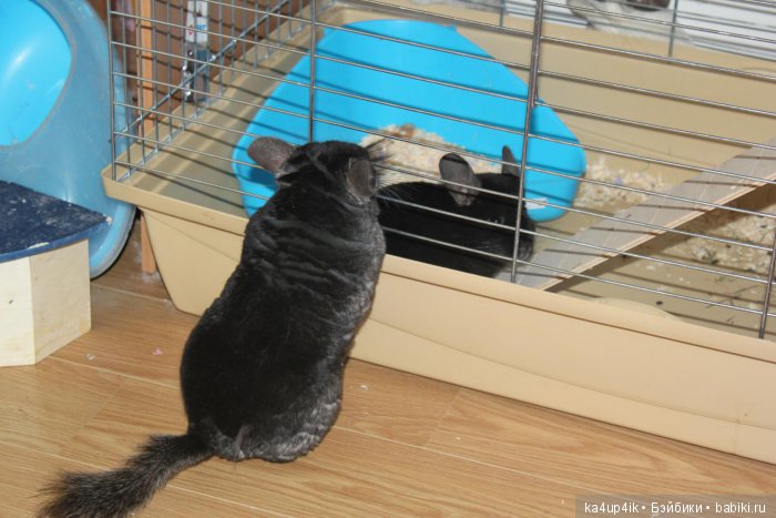Мои шиншиллы — Болталка и разговоры обо всем: жизнь (фото 9)