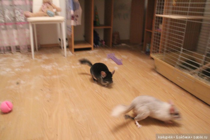 Мои шиншиллы — Болталка и разговоры обо всем: жизнь