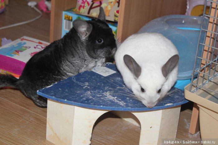 Мои шиншиллы — Болталка и разговоры обо всем: жизнь