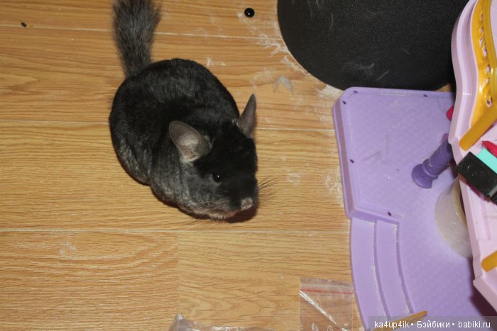 Мои шиншиллы — Болталка и разговоры обо всем: жизнь