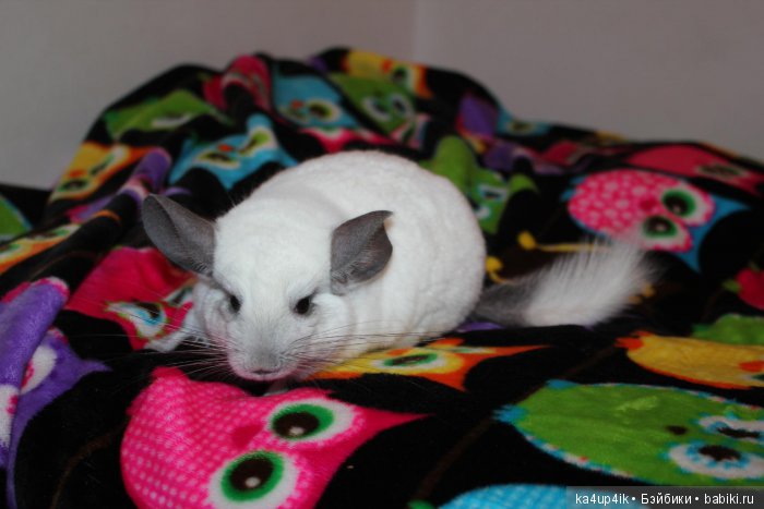 Мои шиншиллы — Болталка и разговоры обо всем: жизнь (фото 4)