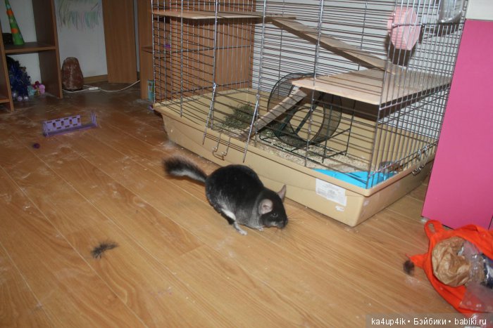 Мои шиншиллы — Болталка и разговоры обо всем: жизнь