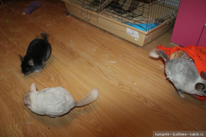 Мои шиншиллы — Болталка и разговоры обо всем: жизнь