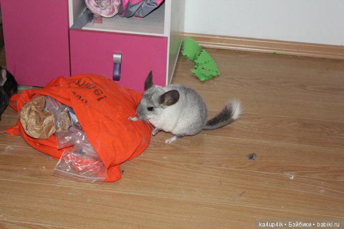 Мои шиншиллы — Болталка и разговоры обо всем: жизнь