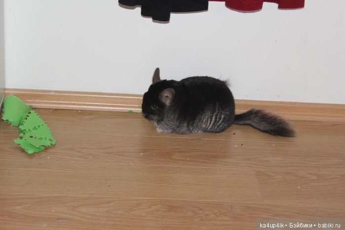 Мои шиншиллы — Болталка и разговоры обо всем: жизнь