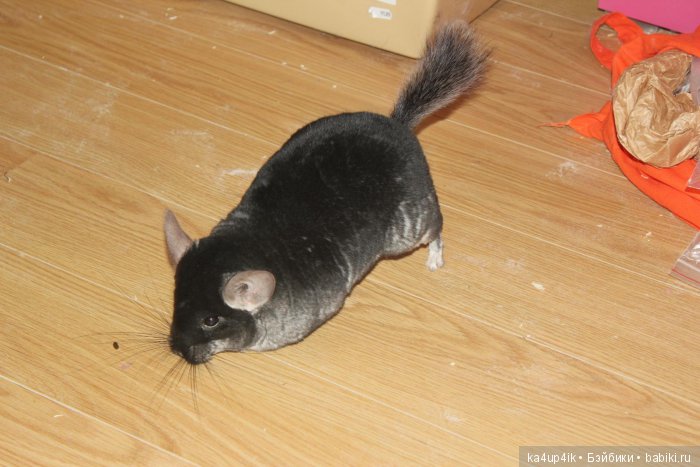 Мои шиншиллы — Болталка и разговоры обо всем: жизнь (фото 7)