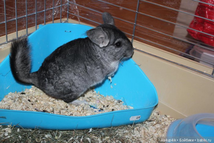 Мои шиншиллы — Болталка и разговоры обо всем: жизнь (фото 3)