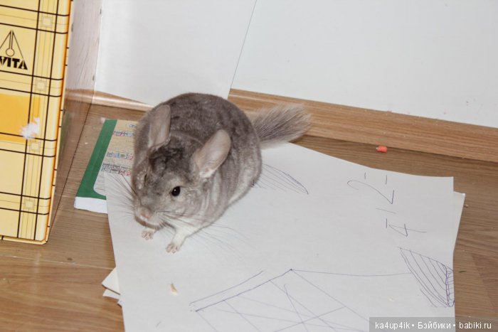 Мои шиншиллы — Болталка и разговоры обо всем: жизнь