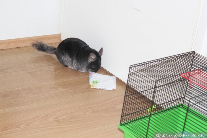 Мои шиншиллы — Болталка и разговоры обо всем: жизнь