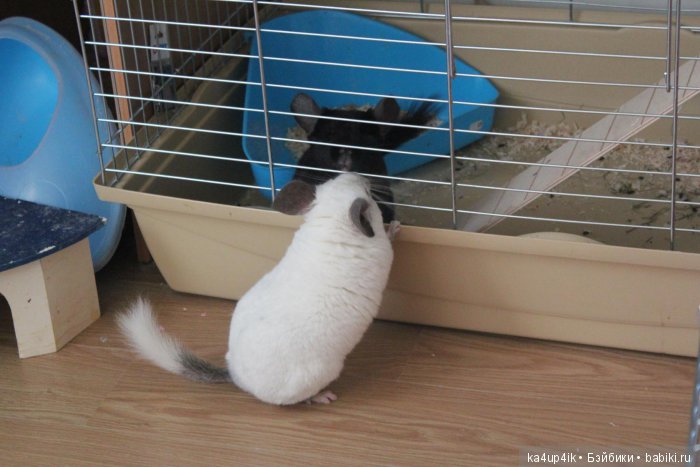 Мои шиншиллы — Болталка и разговоры обо всем: жизнь