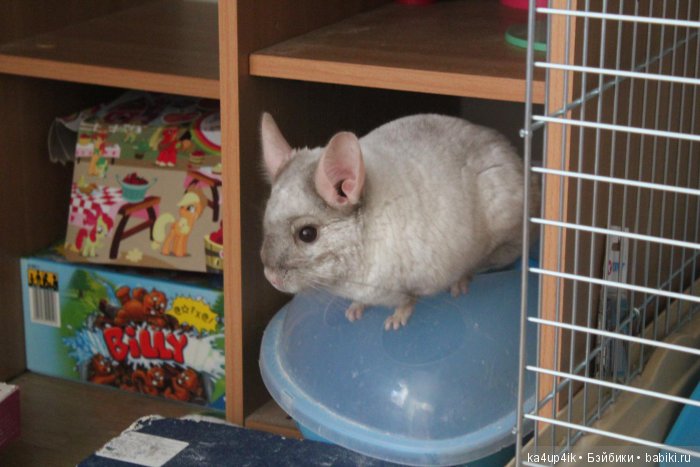 Мои шиншиллы — Болталка и разговоры обо всем: жизнь