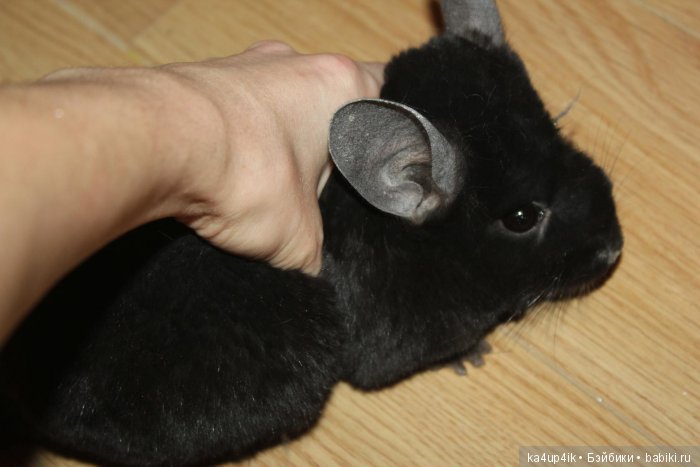 Мои шиншиллы — Болталка и разговоры обо всем: жизнь (фото 6)