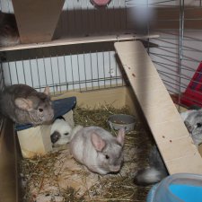 Мои шиншиллы