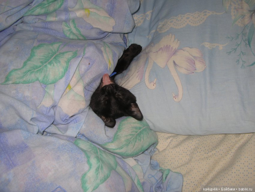 вот он маленький :)