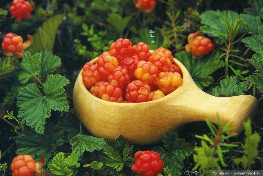 Кузёма знакомится с Морошкой (фото 6)