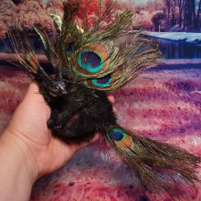 ДраКот павлиновый