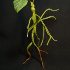 Bowtruckle Pickett