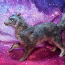 Серенький волчок