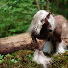 Новые фото коня