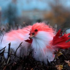 Кленовая змеелисичка