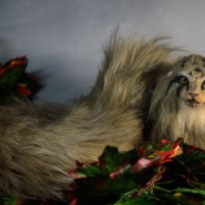 Длиннокот манул