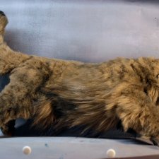 Большой манул