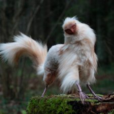 Архивное. Масколикая