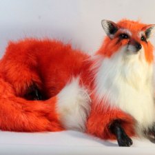 Еще лисенька