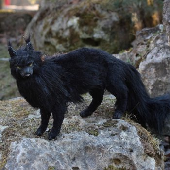 жил да был Черный Кот