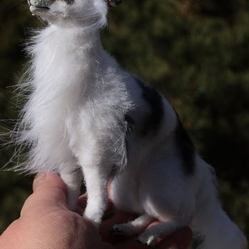 новые звери. Котик , борзая и бордерколли