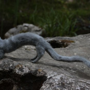 Дракотик. Дом нашел