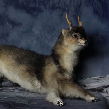 Драконоволк