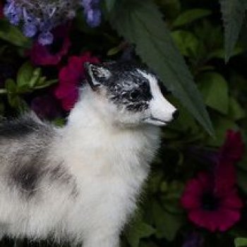 мраморная лисичка