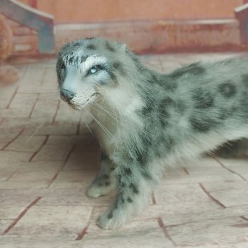 серый и пушистый. Ирбис