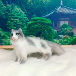 Котик 1 к 6 серый