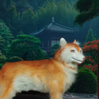 Большой рыжий хаски