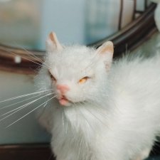 Белый котик 1к6