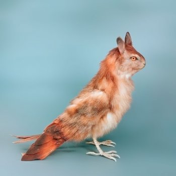 Зайце Воробушек