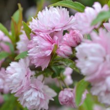 Весеннее цветение