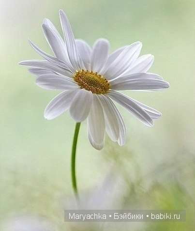 Как все начиналось - мой приход в кукольную страну | Бэйбики Как все начиналось - мой приход в кукольную страну